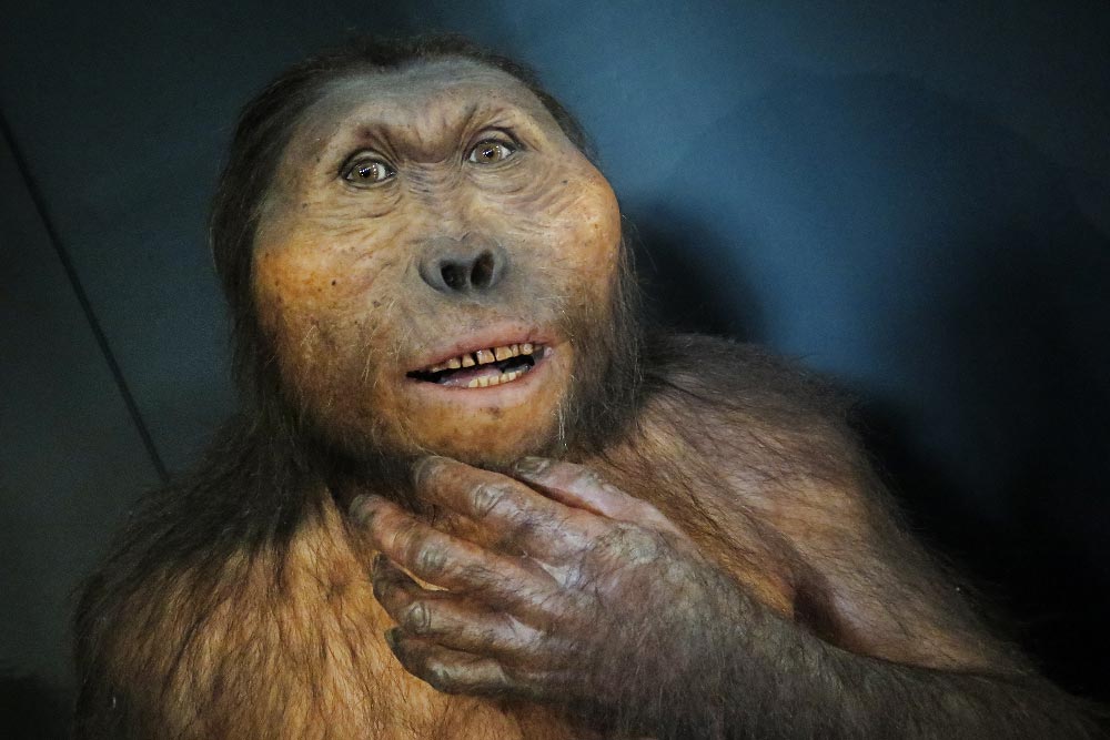 Museo de la Evolución Humana, visitar Atapuerca