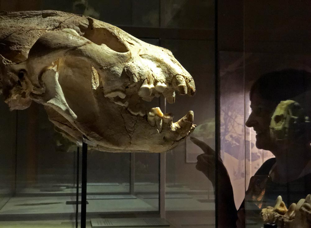 Museo de la Evolución Humana, cómo visitar Atapuerca en Burgos